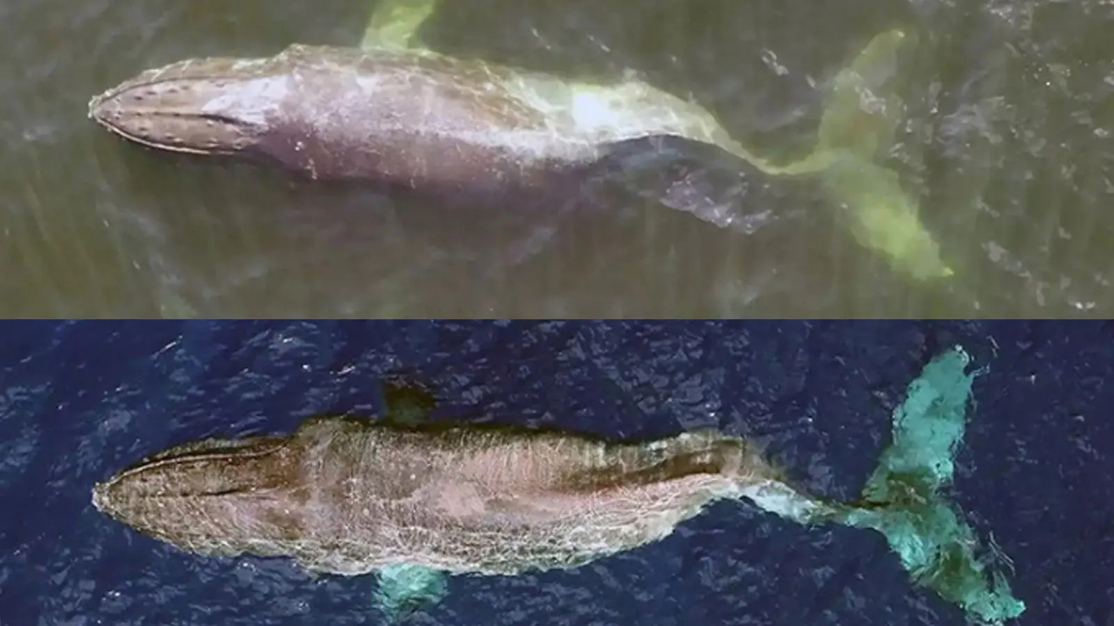 Cá voi gãy xương sống gây kinh ngạc khi vượt ngàn dặm từ Canada đến Hawaii