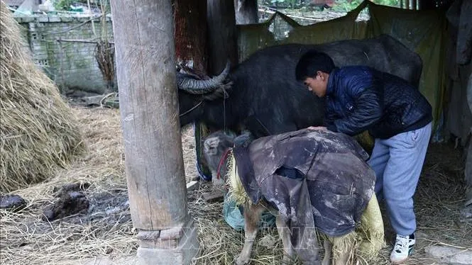 Vùng núi Bắc Bộ chủ động ứng phó rét hại, băng giá, sương muối
