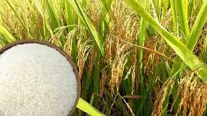 Giá lúa gạo hôm nay 19/12/2022: Khách hàng Trung Quốc và Philippines tiếp tục chuộng gạo Việt Nam