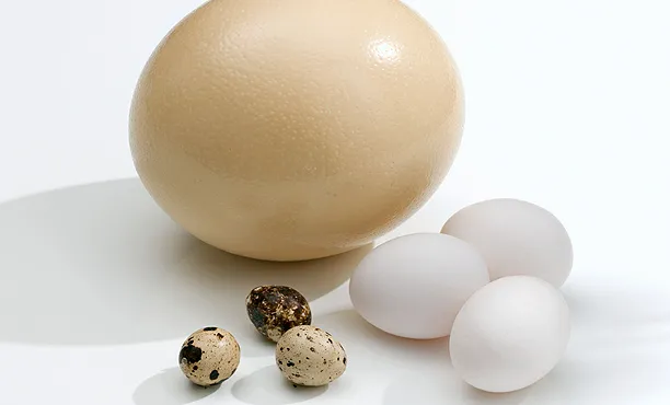 Trứng gà, trứng vịt, trứng cút, trứng ngỗng - loại trứng nào bổ hơn?