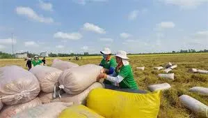 Giá lúa gạo hôm nay 29/12/2022: Xuất khẩu gạo Việt Nam sẽ tăng kỷ lục trong năm 2023