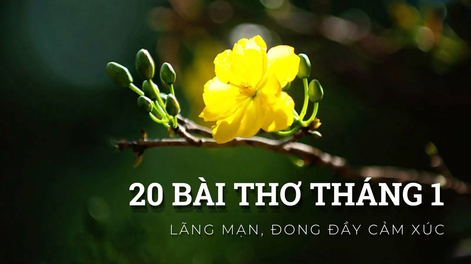 Top 20 bài thơ tháng 1 lãng mạn, đong đầy cảm xúc lúc giao mùa