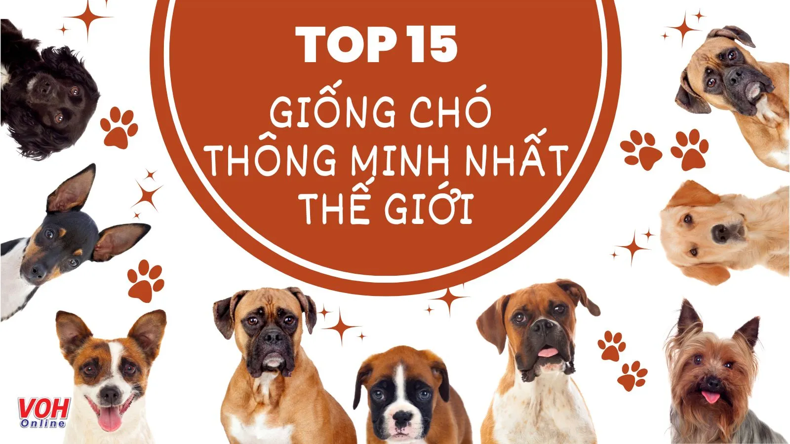 Top 15 giống chó thông minh nhất thế giới và dễ huấn luyện nhất