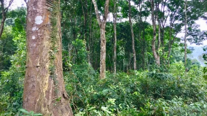Khởi tố nguyên Hạt phó Hạt Kiểm lâm nhận hối lộ