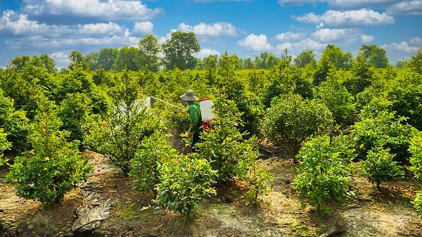Làng mai Bình Lợi khoe sắc chuẩn bị đón xuân