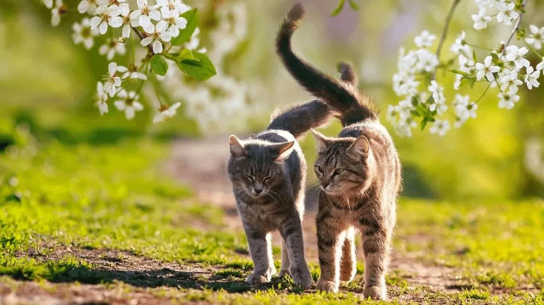 Giải mã ngôn ngữ của mèo thông qua chiếc đuôi