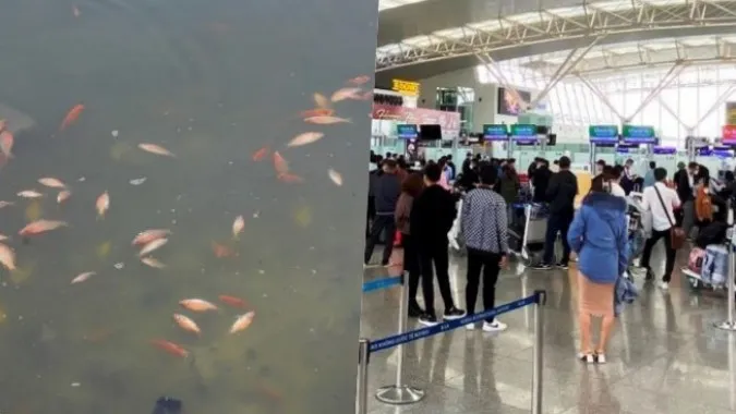 Điểm tin trưa 14/1: Cá chép tiễn Táo quân về trời chết hàng loạt; Hàng không đảm bảo an ninh dịp Tết