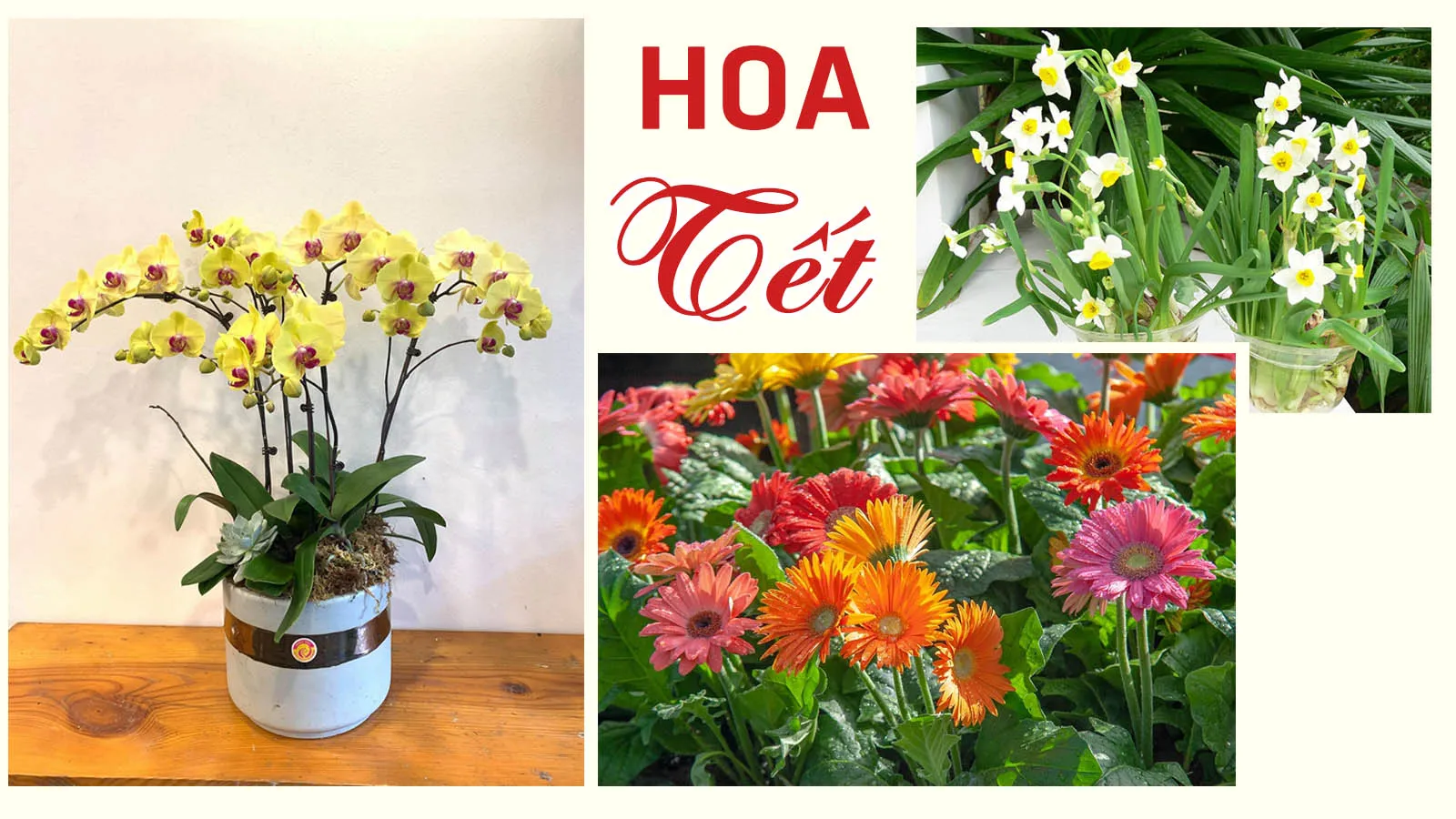 Gợi ý những loại hoa giúp làm đẹp không gian ngày Tết
