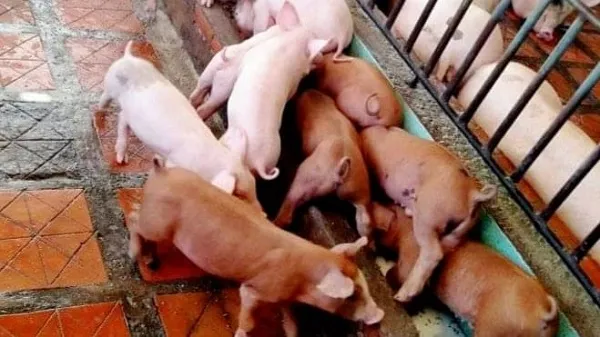Giá heo hơi hôm nay 15/1/2023: Tuần tăng giảm nhẹ