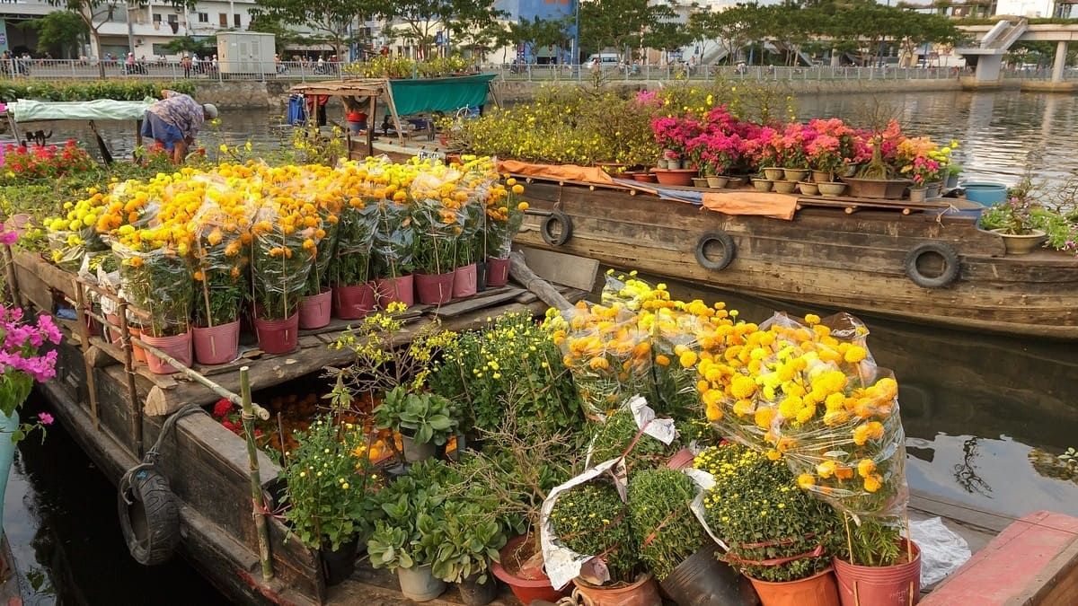 Những điều cần lưu ý khi mua hoa, cây cảnh chơi Tết