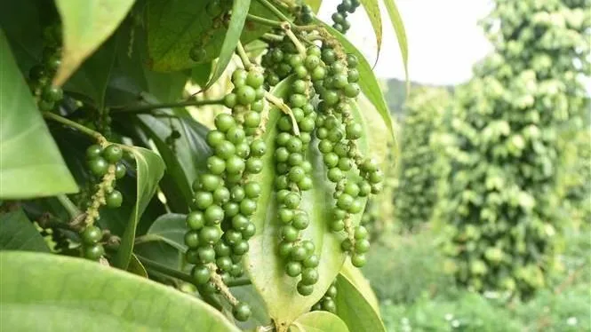 Giá tiêu hôm nay 17/1/2023: Đồng loạt lao dốc trên diện rộng