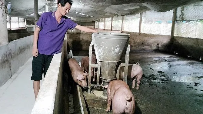Giá heo hơi hôm nay 19/1/2023: Vài nơi tăng giá