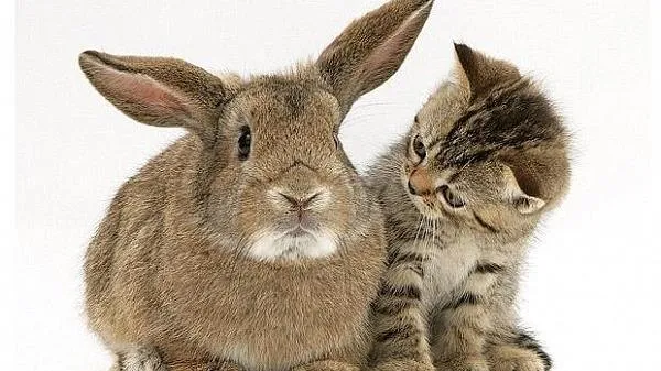 Các nước gọi năm Thỏ, vì sao chỉ có Việt Nam gọi năm Mèo?