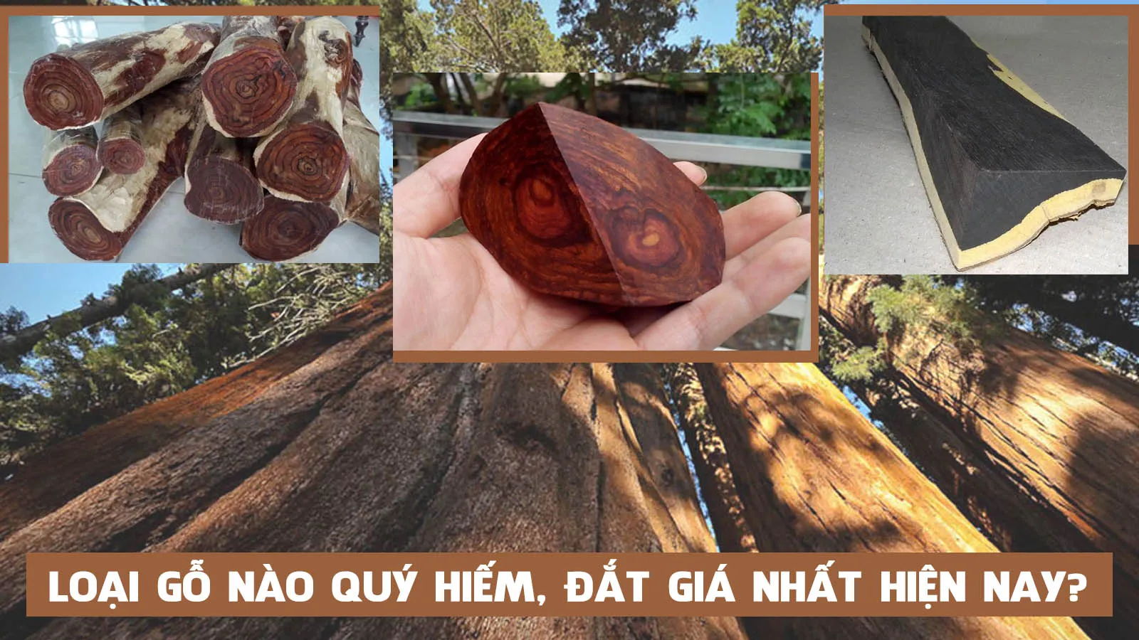 Điểm danh 10 loại gỗ đắt nhất thế giới, có tiền cũng khó mua