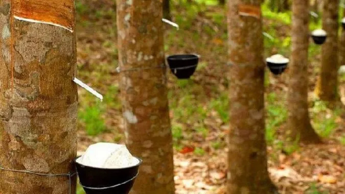 Giá cao su hôm nay 2/2/2023: Giá tại Tokyo tăng mạnh, Thượng Hải giảm