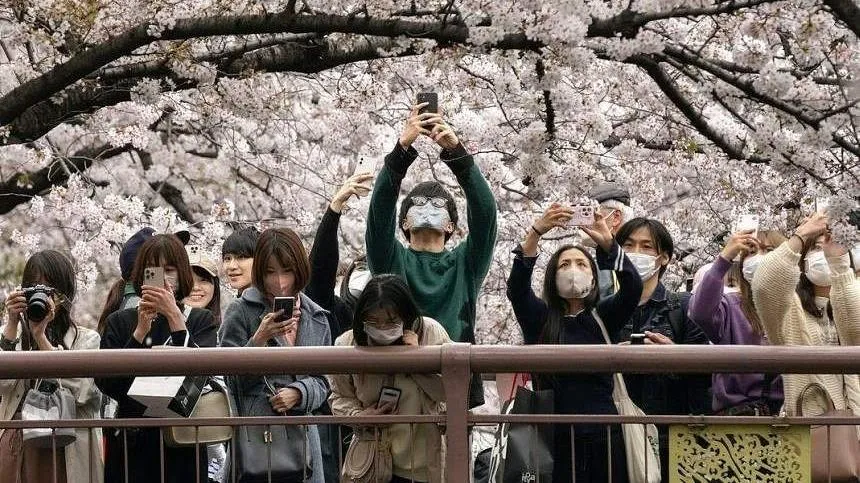 Nhật Bản đưa ra dự báo về địa điểm ngắm hoa anh đào mùa xuân đẹp nhất năm 2023
