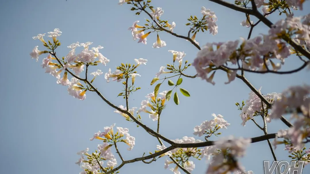 Hoa kèn hồng khoe sắc trên đường phố TPHCM