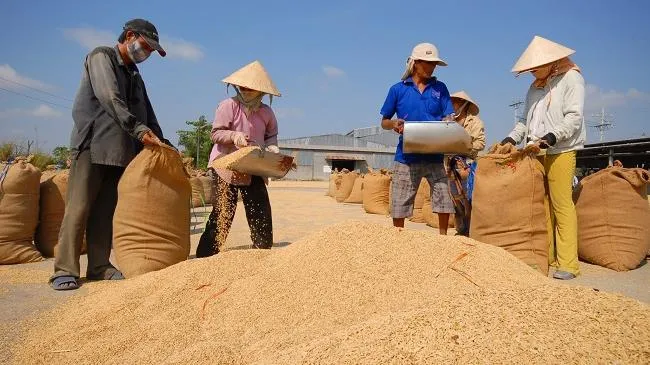 Giá lúa gạo hôm nay 7/2/2023: Biến động, giá gạo Việt cao nhất trong vòng 2 năm qua