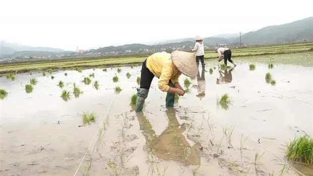 Hơn 95% diện tích gieo cấy vụ Đông Xuân đã được cấp đủ nước