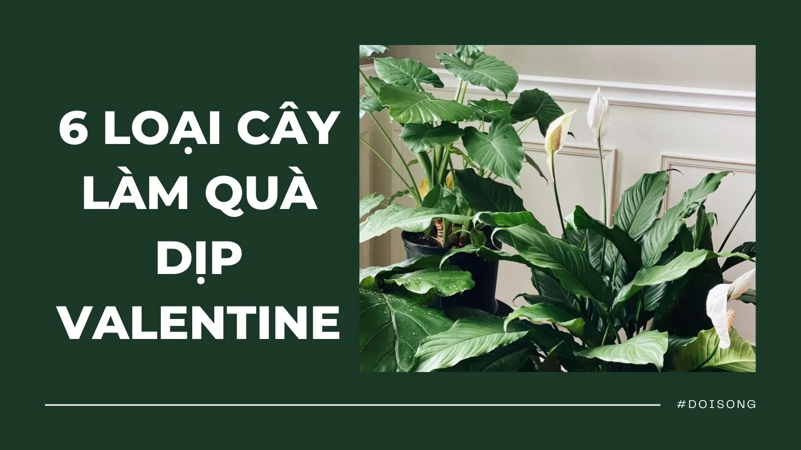 Top 6 loại cây cảnh làm quà tặng nửa kia dịp Valentine