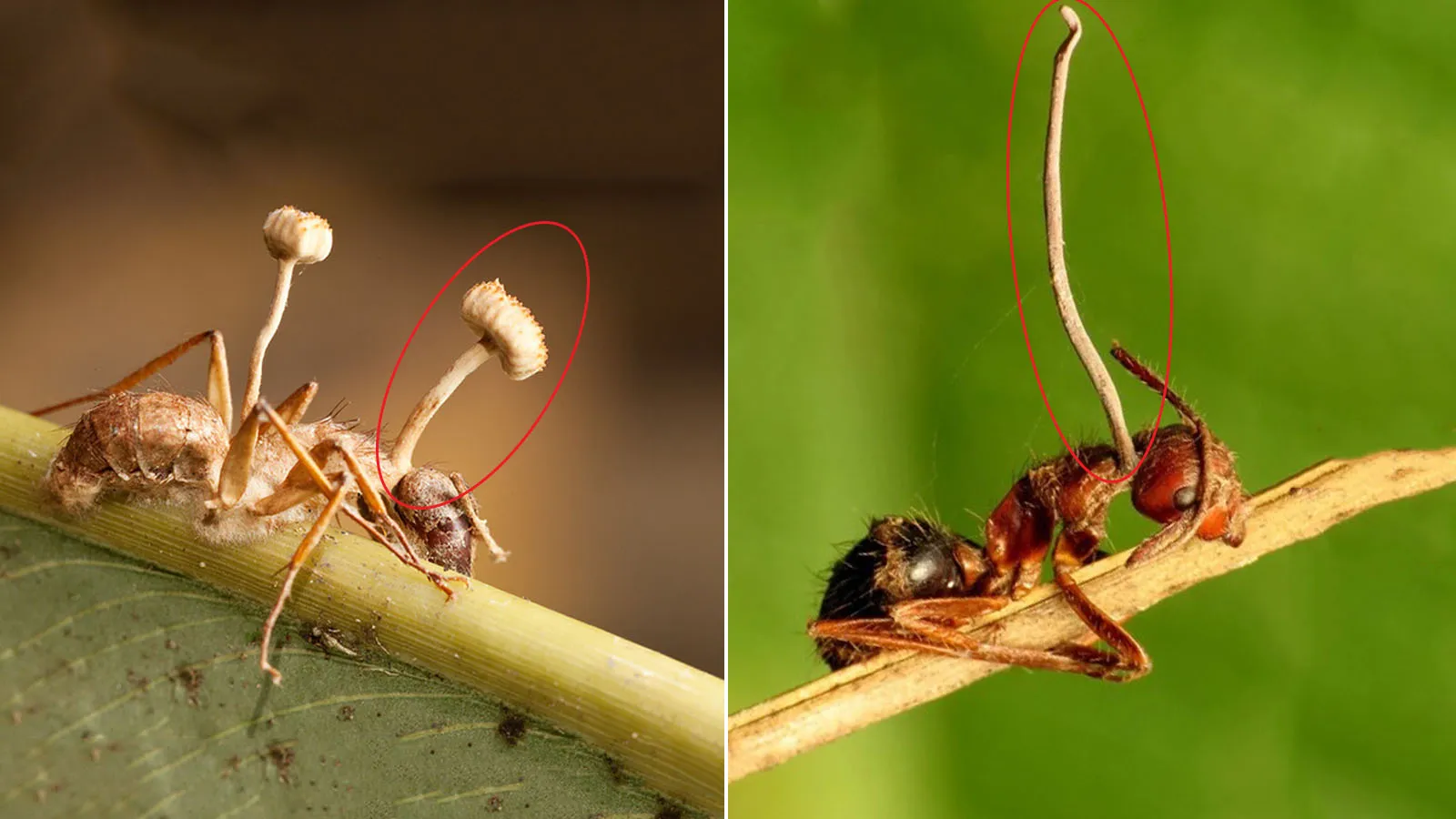 Nấm “thây ma” là gì? Chúng có gây nguy hiểm cho con người không?