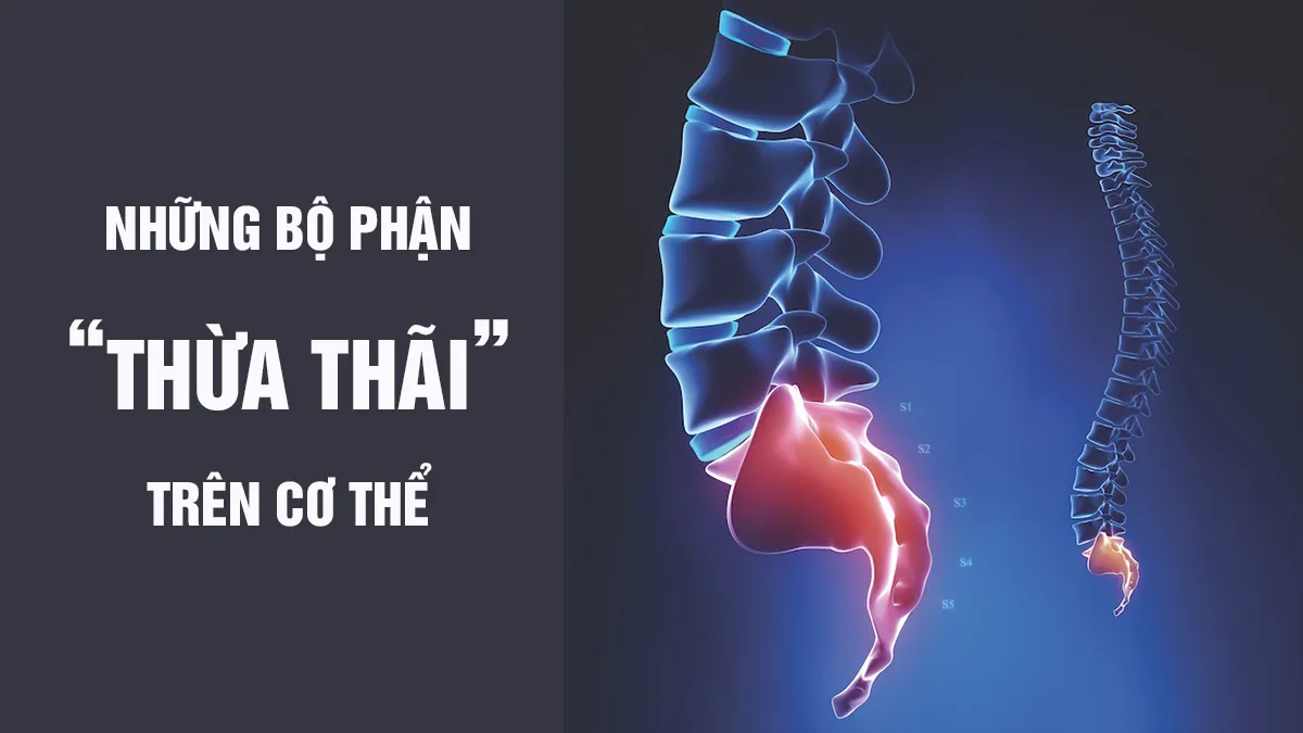 Những bộ phận được cho là ‘thừa thãi’ trên cơ thể