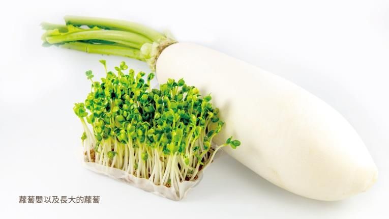 Rau mầm súp lơ xanh và củ cải trắng có tác dụng ngăn ngừa ung thư