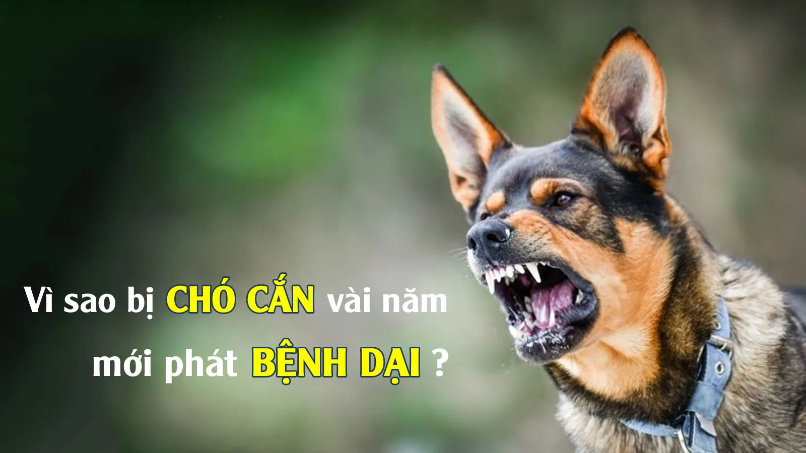 Vì sao nhiều người bị chó cắn nhiều năm mới phát bệnh dại?