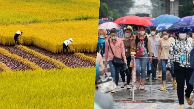 Điểm tin trưa 24/2: Giá lúa tăng mạnh | 10.000 việc làm đang chờ người lao động