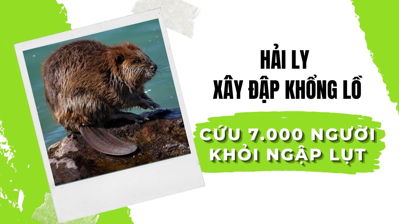 Hải ly xây đập khổng lồ cứu 7.000 cư dân khỏi ngập lụt