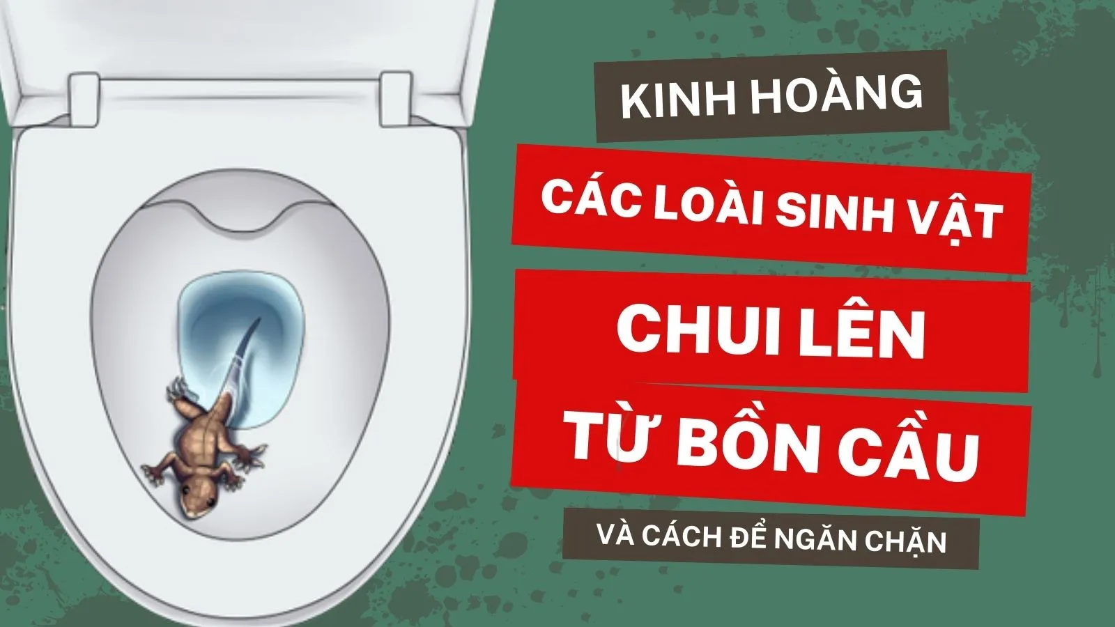 Rùng mình rắn, chuột, rết, nhện chui lên từ bồn cầu và các cách để ngăn chặn