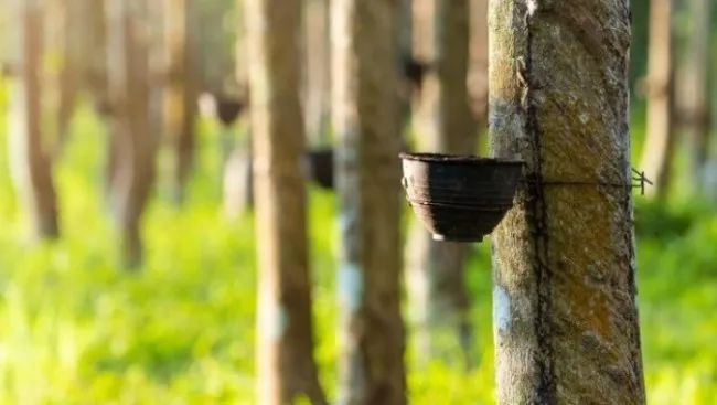 Giá cao su hôm nay 3/3/2023: Quay đầu giảm nhẹ