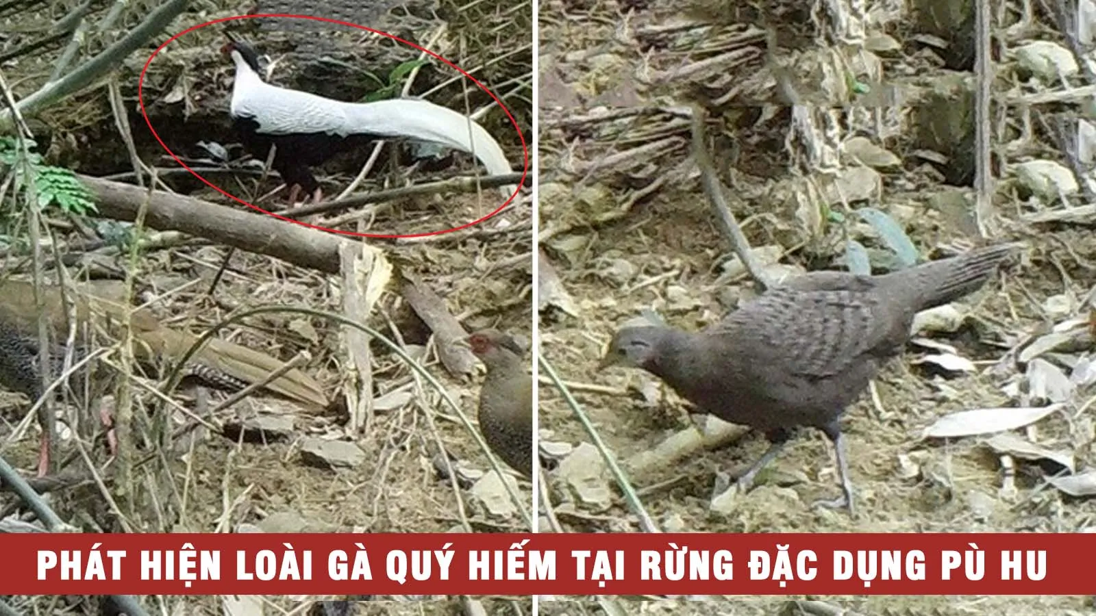 Phát hiện “gà sách đỏ” quý hiếm ở Thanh Hóa