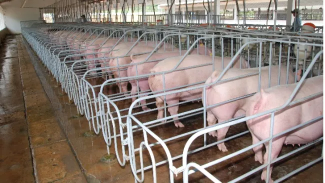 Thủ phủ chăn nuôi Đồng Nai “kêu cứu”
