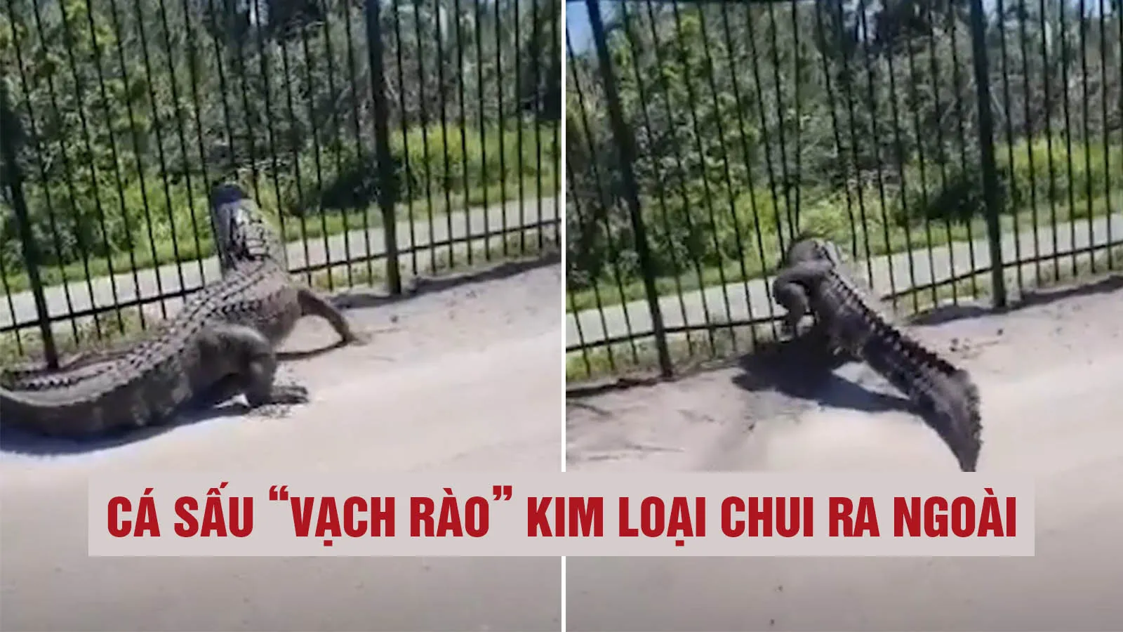 Cá sấu “xé toạc” hàng rào kim loại, dễ dàng tẩu thoát