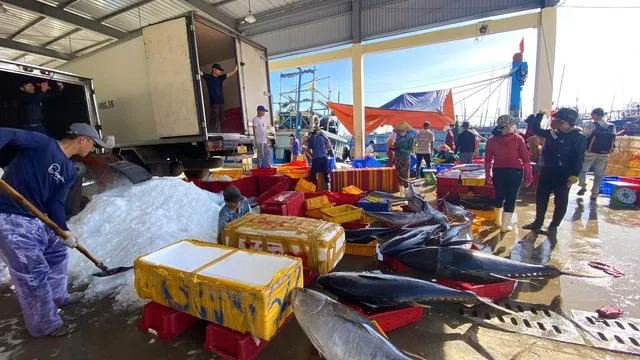 Quảng Ngãi mở cao điểm xử lý vi phạm khai thác thủy sản