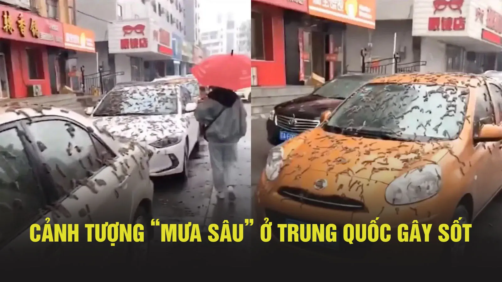 Hãi hùng “sâu” phủ kín ô tô đậu trên đường phố