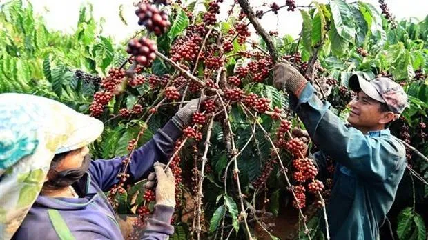 Xuất khẩu sang Trung Quốc: Một số mặt hàng sẽ không được đăng ký trực tuyến