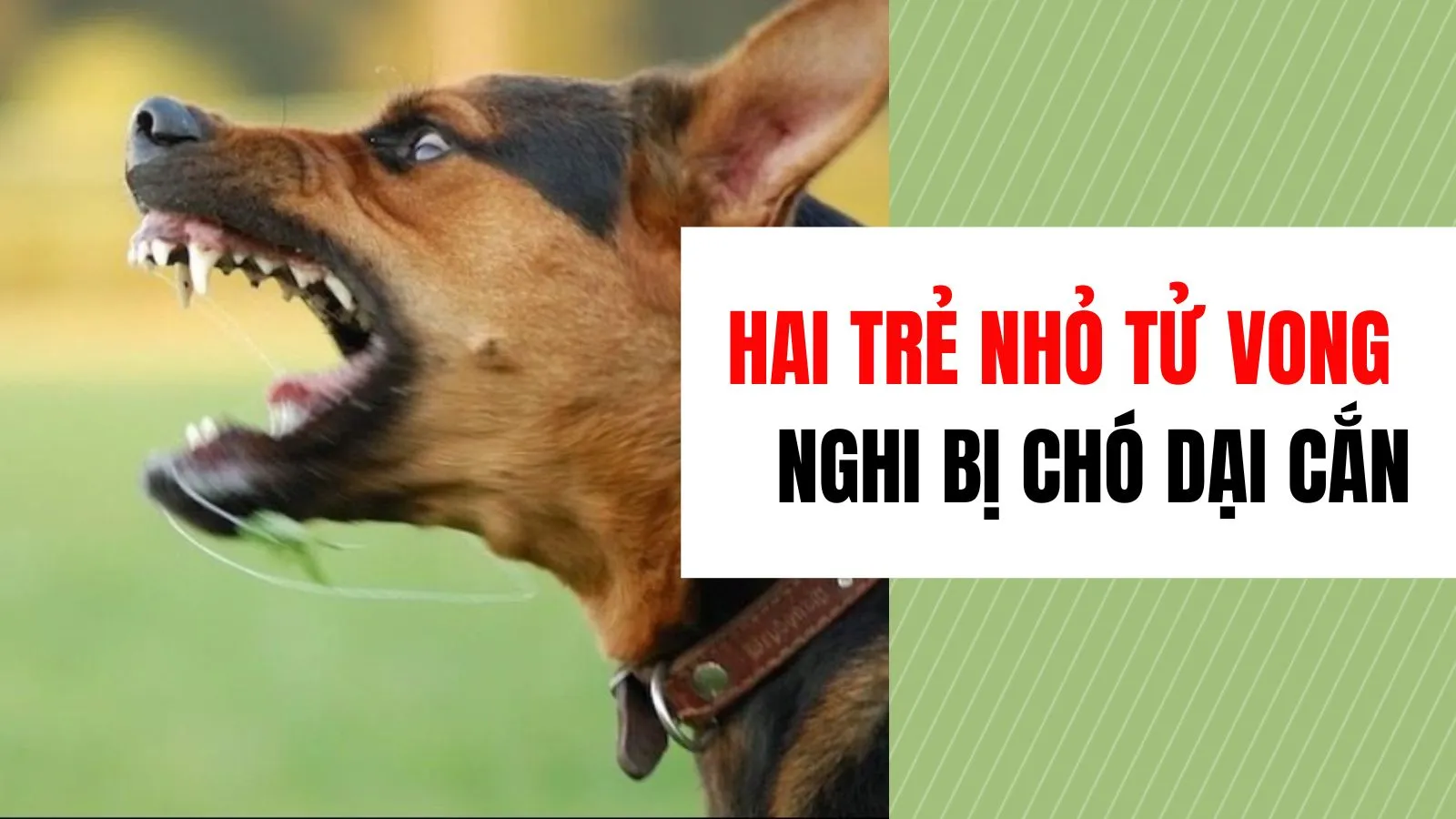 Hai trẻ nhỏ tử vong nghi bị chó dại cắn