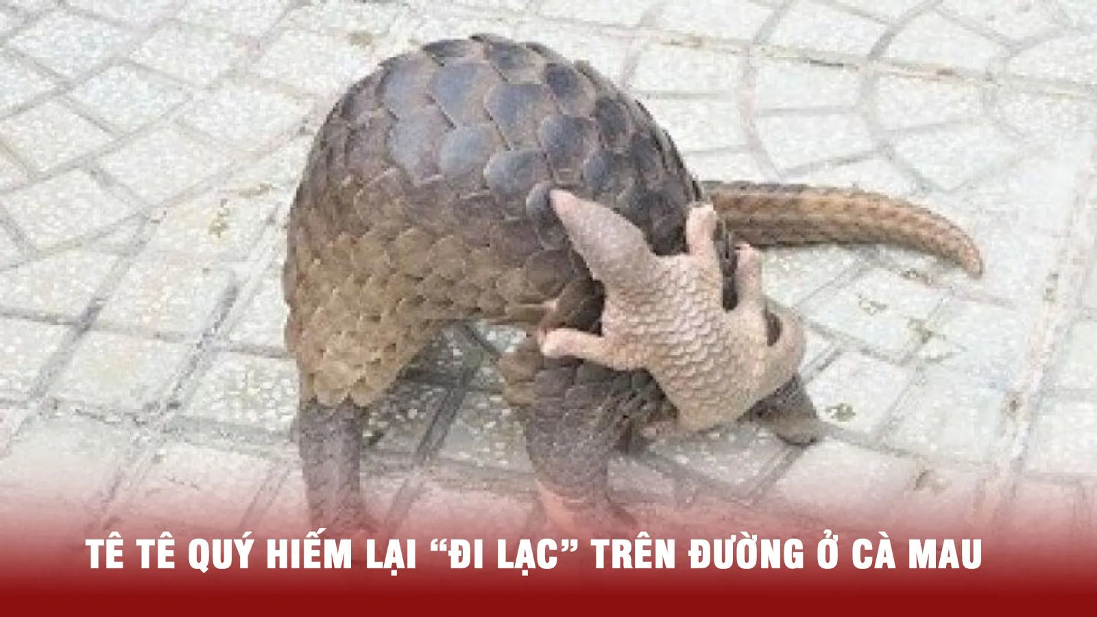 Cà Mau: Người dân “nhặt” được tê tê Java quý hiếm ở trên đường