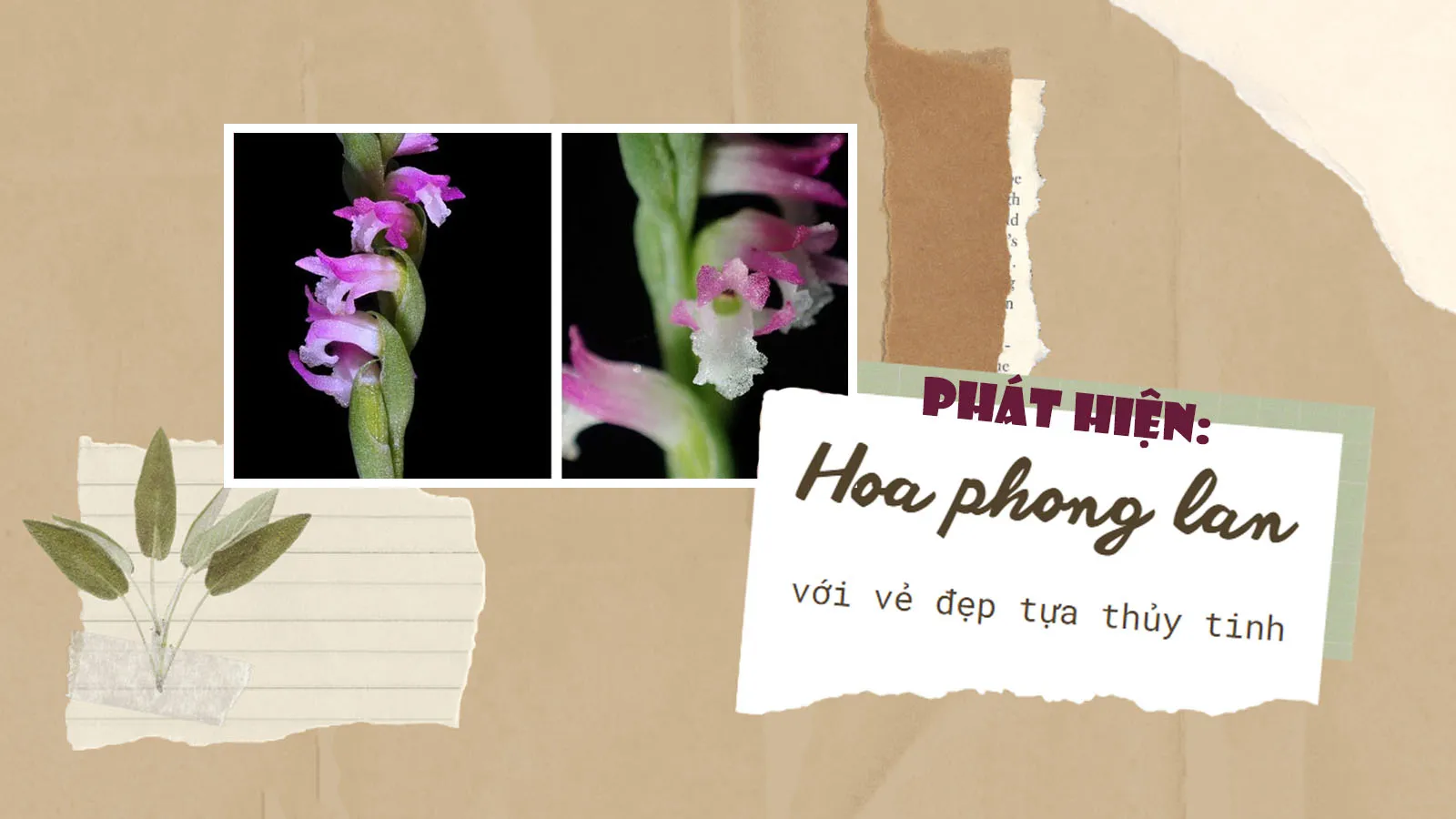 Phát hiện loài phong lan kỳ lạ với những cánh hoa mong manh tựa thủy tinh