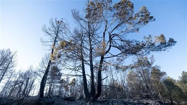 Tây Ban Nha: Hàng ngàn người phải sơ tán vì cháy rừng nghiêm trọng
