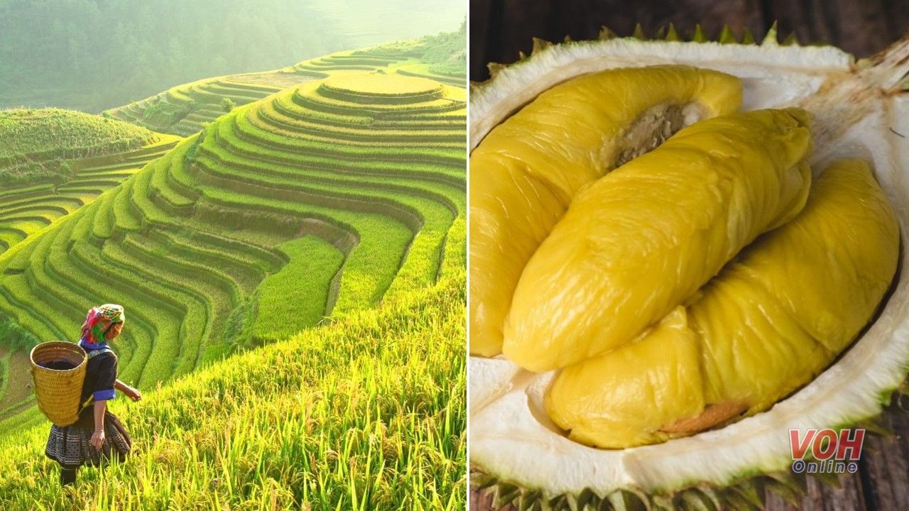 Điểm tin sáng 28/3: Việt Nam là điểm đến hấp dẫn nhất hè này | Sầu riêng Musang King đắt đỏ