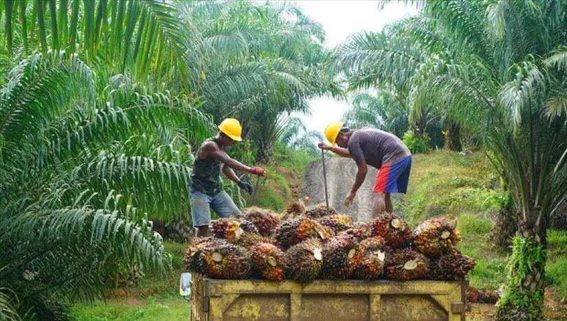 Hơn 12.300 người Việt Nam đang làm việc hợp pháp tại Malaysia