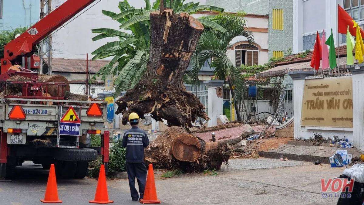 Điểm tin trưa 3/4: 6 người bị thương trong vụ cây xanh bật gốc trước cổng trường