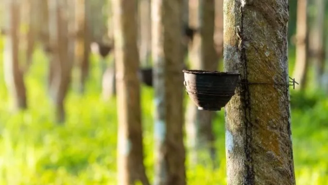 Giá cao su hôm nay 4/4/2023: Giảm mạnh do phục hồi kinh tế chậm lại