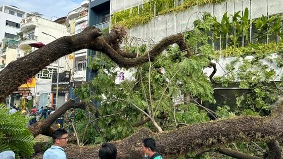 TPHCM yêu cầu rà soát cây xanh trong trường học