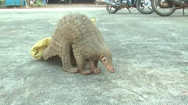 Đắk Nông: Phát hiện tê tê trong vườn, người dân giao lại cho cơ quan chức năng