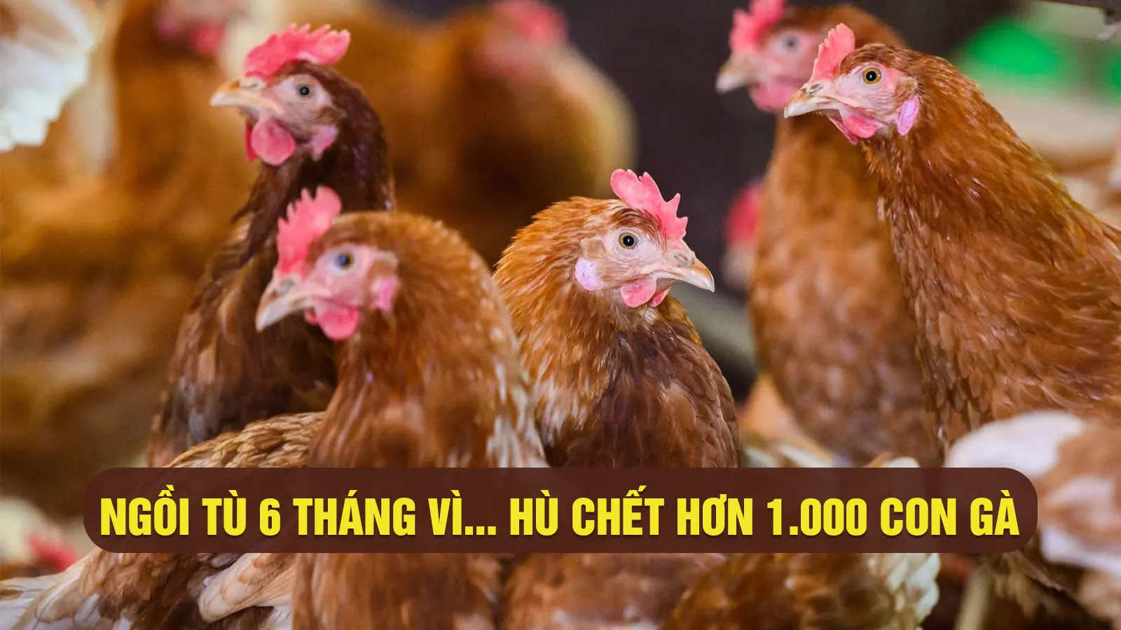 Bị bỏ tù vì… hù chết hơn 1.000 con gà của hàng xóm