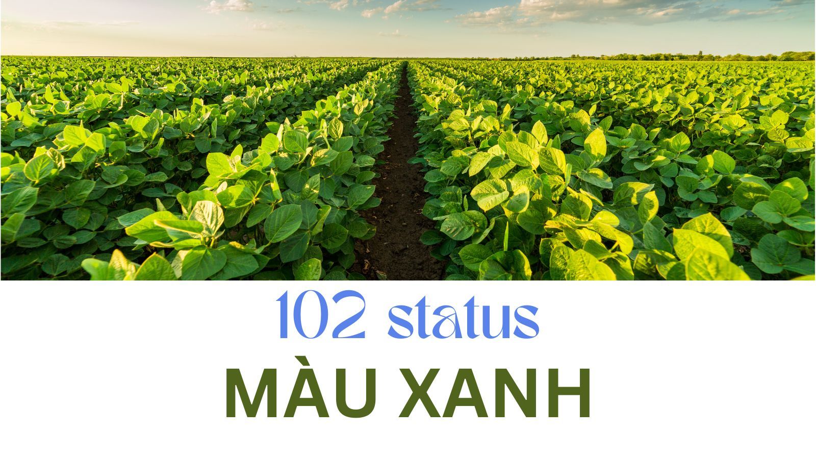 102 stt màu xanh mang lại cảm giác an lành